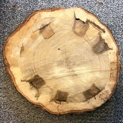 Quercus_Hack'nSquirt