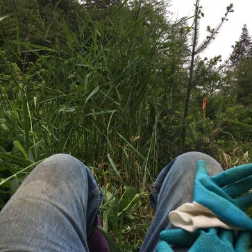 Stomping Reedcanarygreass