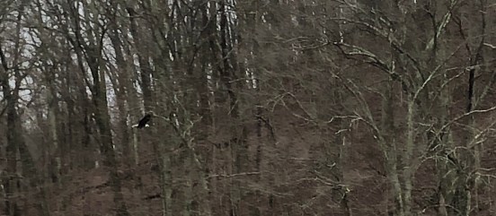 Eagle at Versailles IN